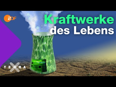 Wie Fotosynthese funktioniert | Terra X plus