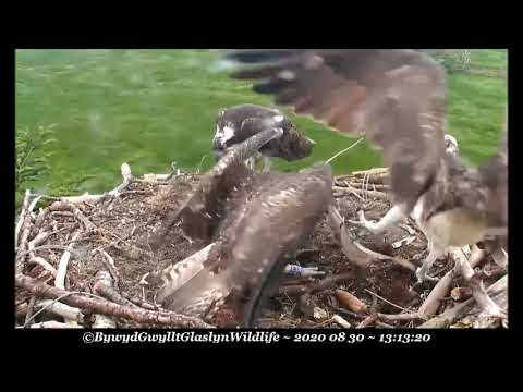 Sibling rivalry, KC3 gets 2nd fish of the day, KC4 none ~ ©Bywyd Gwyllt Glaslyn Wildlife