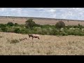 A Hyena Trying To Hunt The Topi After The Injuries Of The Two Cheetahs