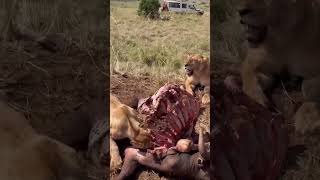 Would you visit the # 1 wildlife safari in Kenya 🇰🇪?