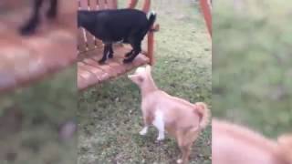 FAINTING GOATSTARS MEME