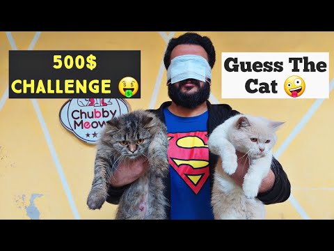 Cat identifying Game with Mozam | Kia Mozam Bhai apni Cats ko Pehchan payn gy ?? 🤫