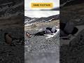 Dared the Summit Found Eternity A Soul on Everest. #foryou #trending #viral #yt #everest #deathzone