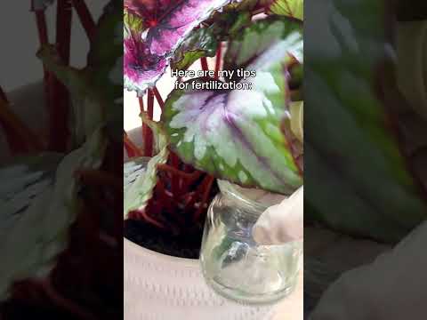 The amount of fertilizer is very important when fertilizing your plants #bestplantfriend #houseplant