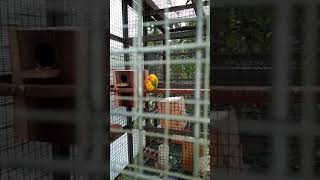 Download lagu korban wik wik mp3