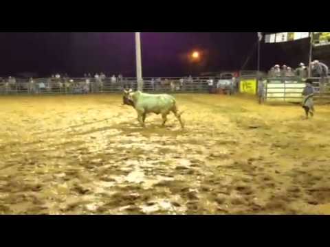 6 yr old Copper Top son 725 for sale