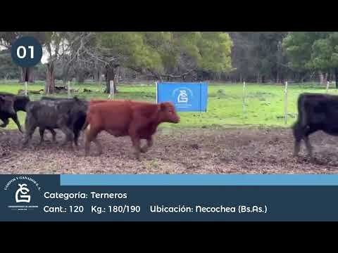 Lote Machos, Necochea Bs As
