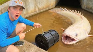 24 HOUR Fish Trap Catches MONSTER AQUARIUM FISH!