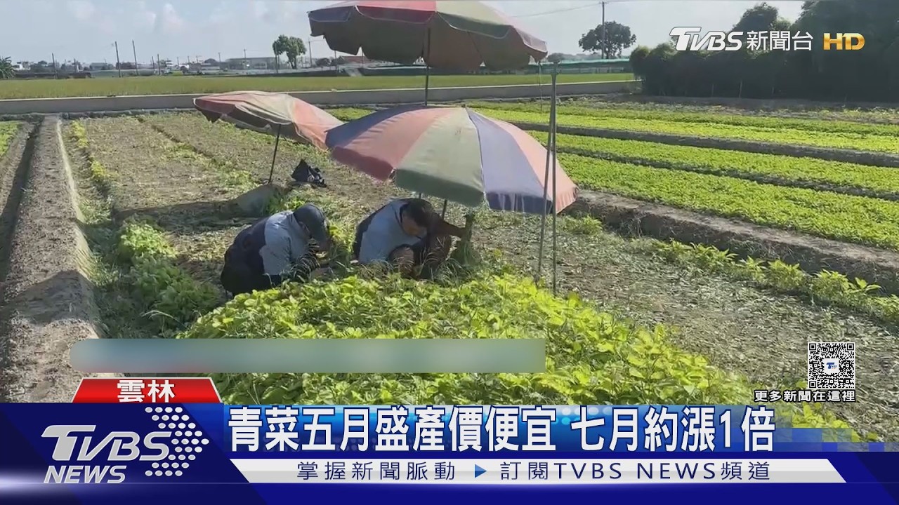 影音/颱風逼近全台農民動起來!葉菜價比五月翻倍 瓜果怕泡水搶收