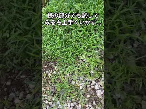 草取りに最適な時期はいつですか?また、雑草のない期間が十分に長く続くことが重要ですか?  庭園