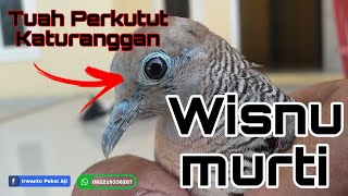 Download lagu Wisnu Murti Perkutut Katuranggan mp3