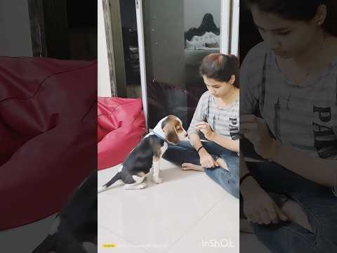 traning time #traning #trending #viral #doglover #shorts #beagle #khushi #smile