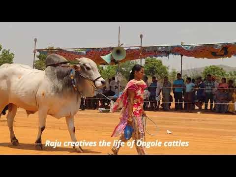Beautiful scene # Ongole bulls