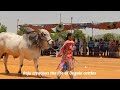 Beautiful Scene Ongole Bulls