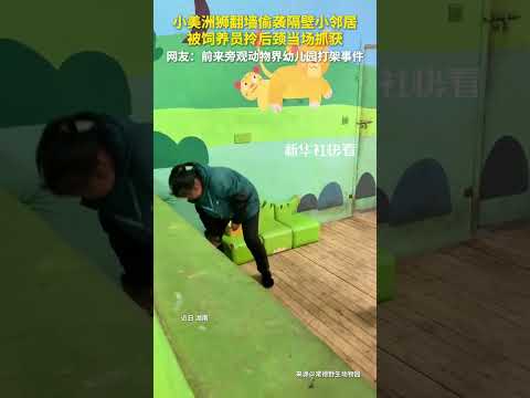 小美洲狮翻墙偷袭隔壁小邻居，被饲养员拎后颈当场抓获。网友：前来旁观动物界幼儿园打架事件