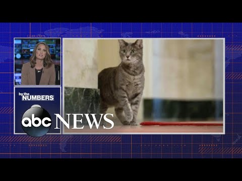 By the Numbers: Bidens introduce new cat Willow