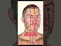 Stomach Meridian Acupuncture Points Channel Pathway Acupuncturepoints