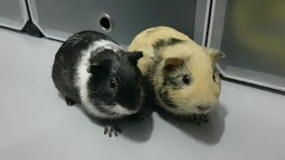 Download lagu My Guinea pig 2019/03 mp3