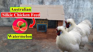 Australian Silkie Chicken Feed | Watermelon | Organic Chicken Feed | Birds and Animals Planet