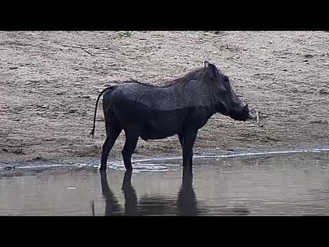 Djuma: Lone Warthog gets a sip and dip at the dam - 15:52 - 12/11/20