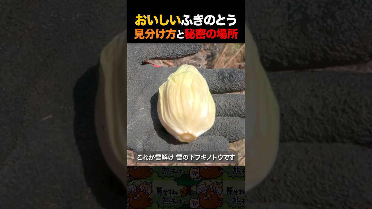 おいしいふきのとうの秘密