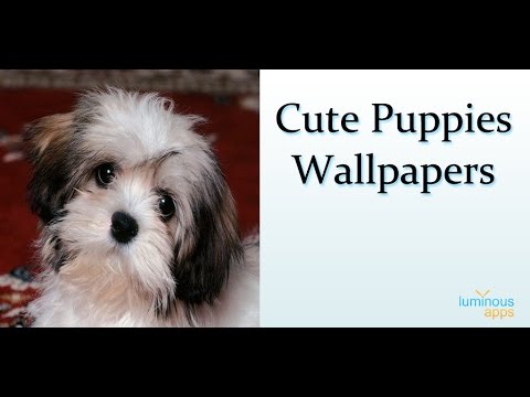 Cute Puppies Wallpapers Video