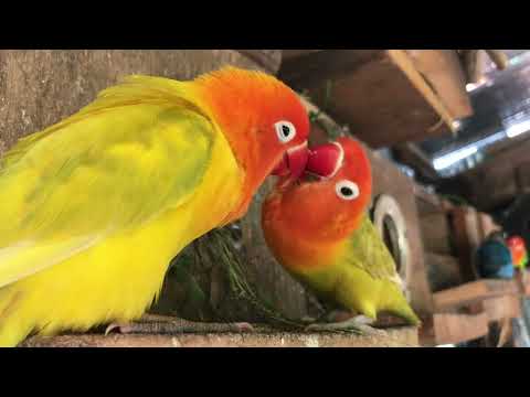 Lovebird Sounds | 4 Hour Lovebirds Sounds ❤️ 🦜#lovebirds #parrotlover #birdsounds