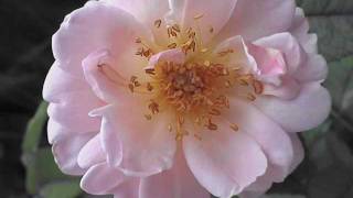 sorrow　wind　　悲しい風