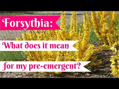 When to Apply Pre Emergent in Virginia | Forsythia BLOOMING!!!