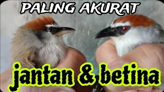 Download lagu cara bedain jantan dan betina burung kaso kaso mp3