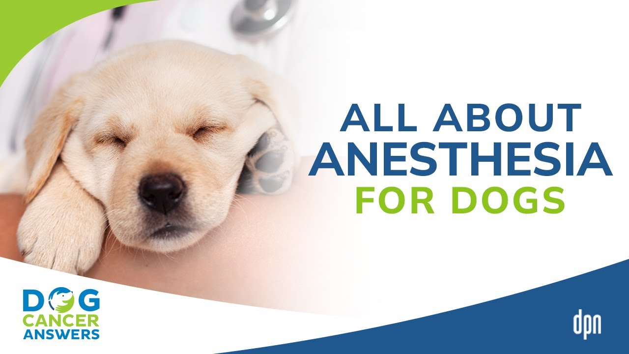 All About Anesthesia for Dogs | Tasha McNerney CVT