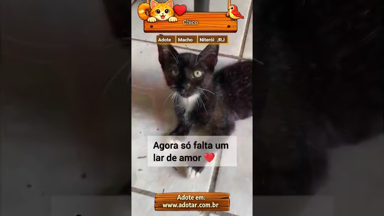 Gato raça SRD-ViraLata idade 2 a 6 meses nome Chico