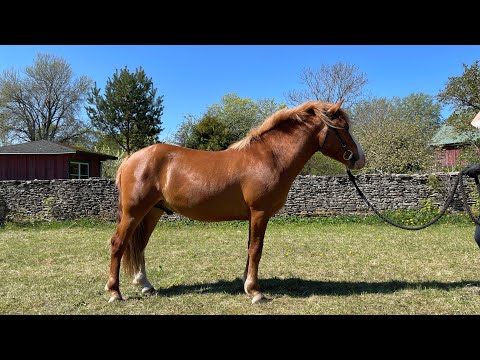 Muuksi Loits - 2y Estonian Native stallion