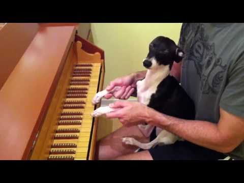 Cute dog plays the harpsichord... Hilarious!!!