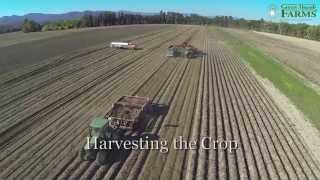 The Life Of A Potato At Green Thumb Farms