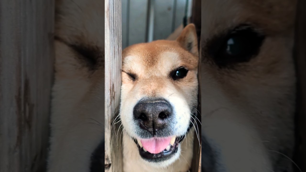 レオブサイクになる❗️#柴犬 #柴犬さん #柴犬レオ #柴犬大好き