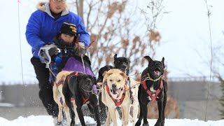 preview picture of video '犬たちの熱い走り！犬ぞりレース　旭川大会　Sled dog race circuit in Asahikawa'