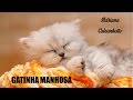 Gatinha Manhosa Adriana Calcanhotto (legendado ...