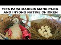Tips Upang Mabilis Mangitlog Ang Mga Native Na Manok