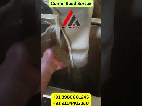 Machine Clean Cumin Seeds