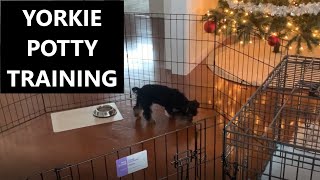 Yorkie Potty Training - Yorkshire Terrier Potty Trained in only 1 week - Puppy Apartment