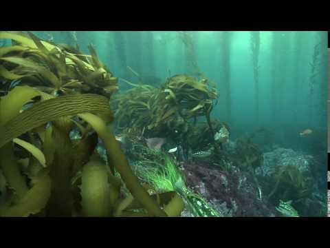 KELP FOREST BAJA 3
