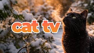 Cat TV 🐱 Ultimate Videos for Cats with Relaxing Music | Bird Watching & Enrichment
