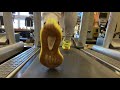 Comfort Review On YEEZY RUN While On Treadmill 2020 Real Comfort