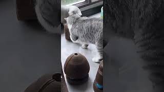 Škrabadlo pre mačky, harmonika - tunel