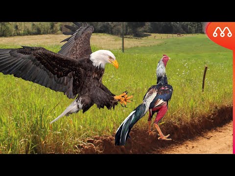 WHEN THE EAGLE ATTACKS THE ROOSTER