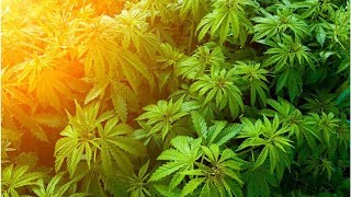 Pot robots, vape pens and Elon Musk: Spend your 420 with CNET's mellowest reads