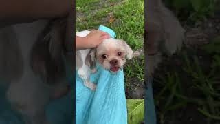 Video preview image #1 Shih Tzu Puppy For Sale in Weston, FL, USA