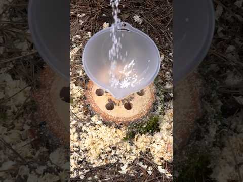 The easy way to remove a tree stump #shorts #tree #asmr #satisfying #viralchannel #diylovers #foryou