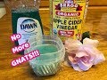 How To Get Rid of Gnats!!! Inside The House...